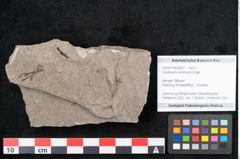 Foto (Objekt + Etikett) von Cystoseira communis Unger (NHMW-GEO-2024-0188-6637)